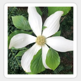 White Clematis Radiant Starburst Sticker